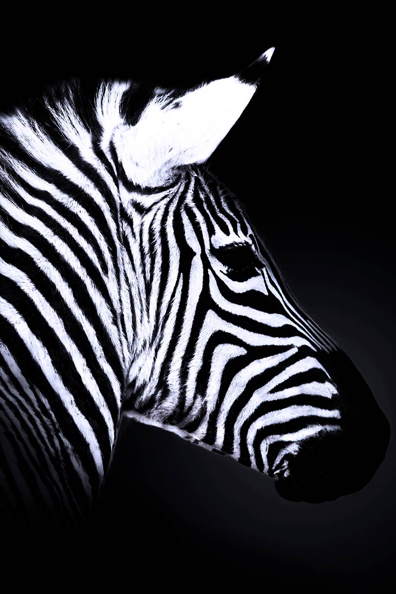 Der Kopf eines Zebras