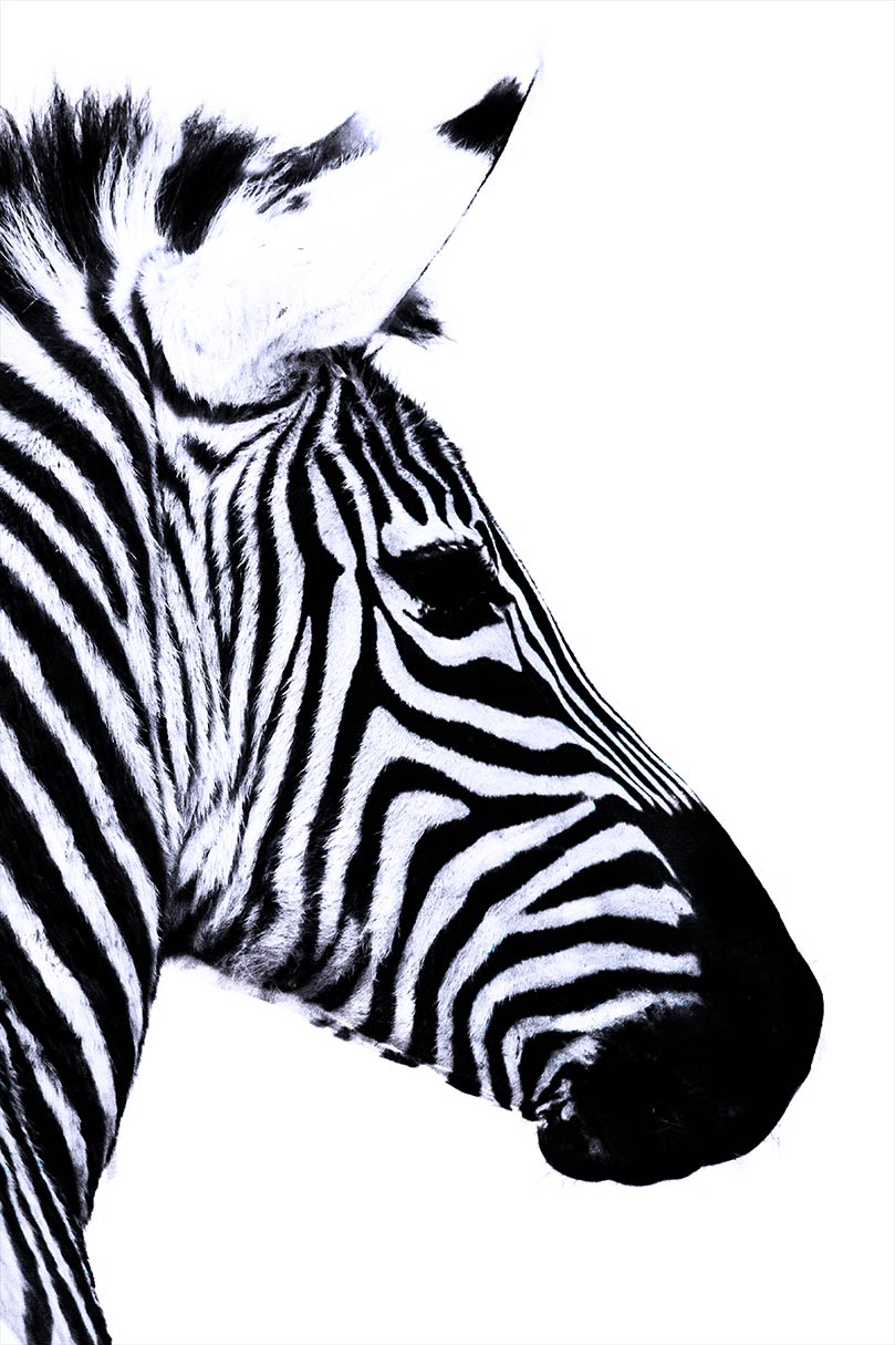 Nahaufnahme eines Zebras