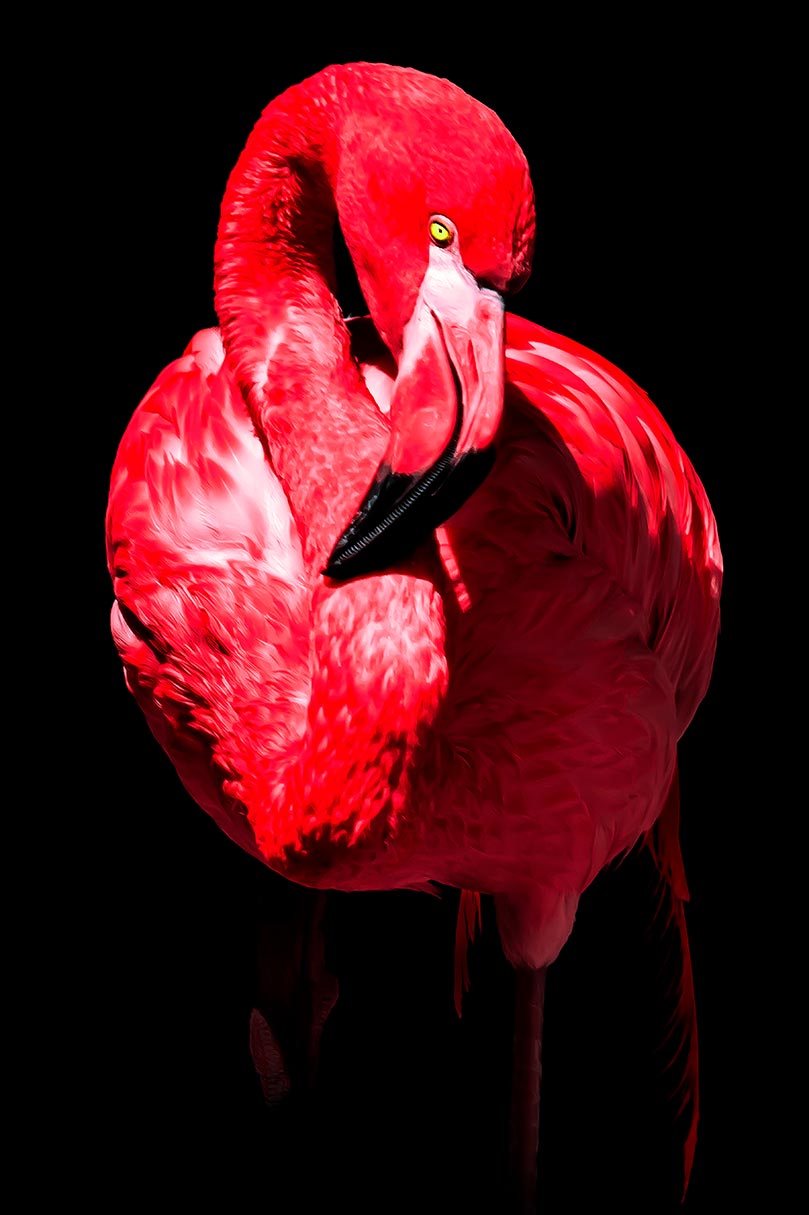 Ein Portrait eines Flamingos