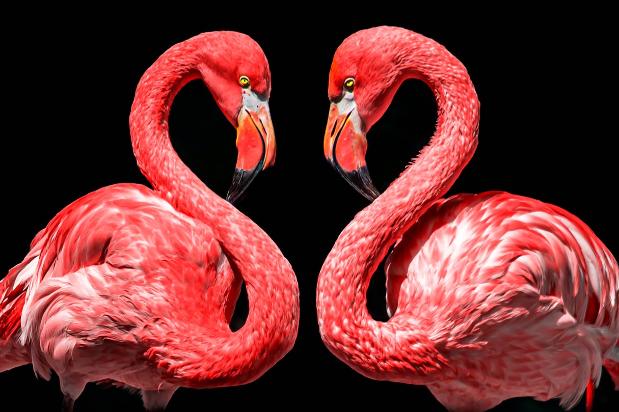 Zwei Flamingos in Herzform