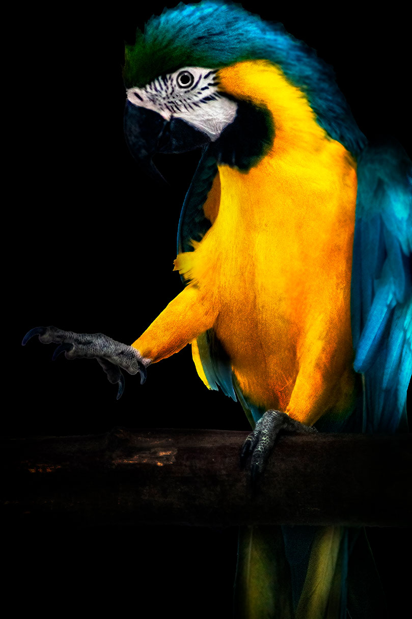 Ein Ara Papagei auf einem Ast