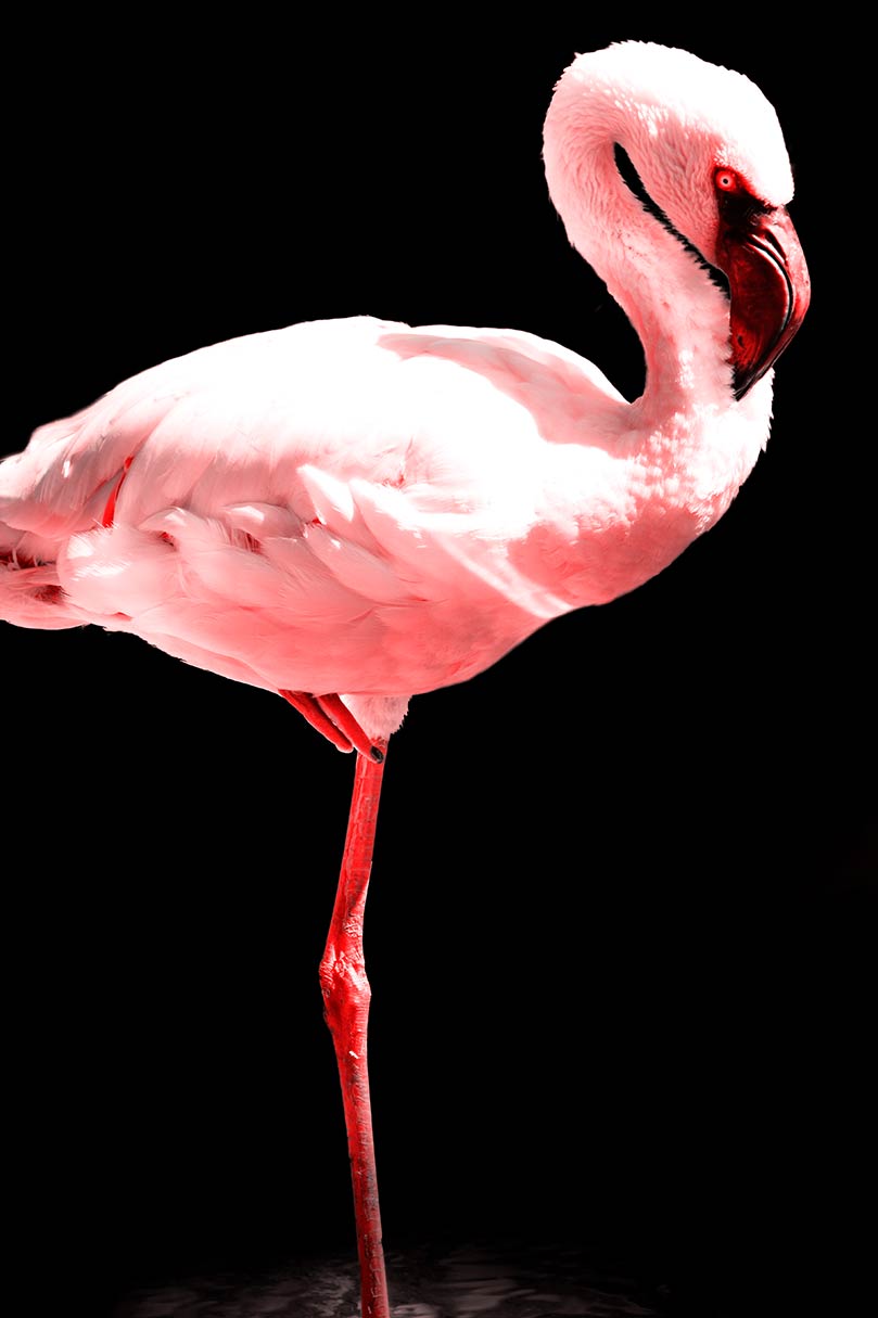 Ein Flamingo auf einem Bein