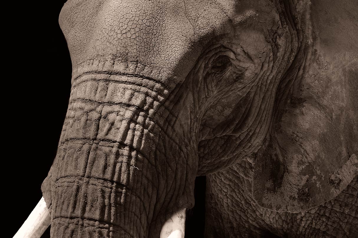 Eine Nahaufnahme eines afrikanischen Elefanten
