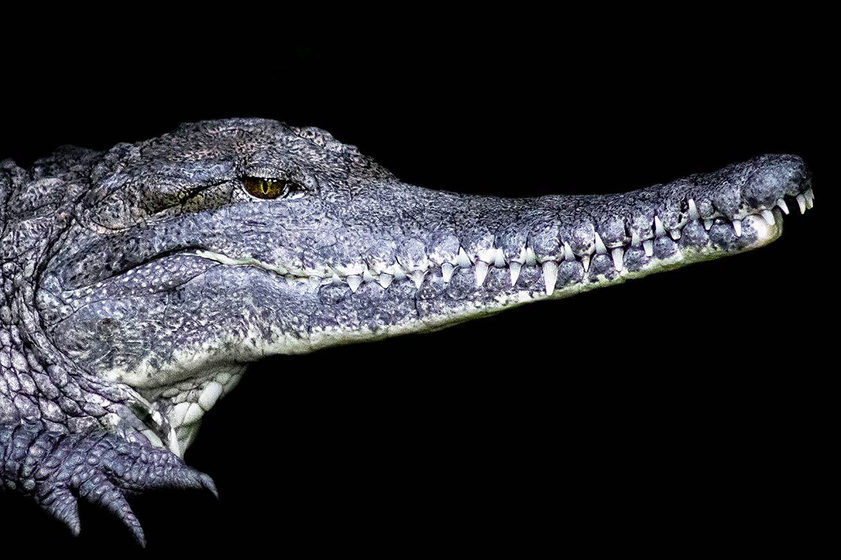Portrait eines australischen Süßwasser-Krokodils