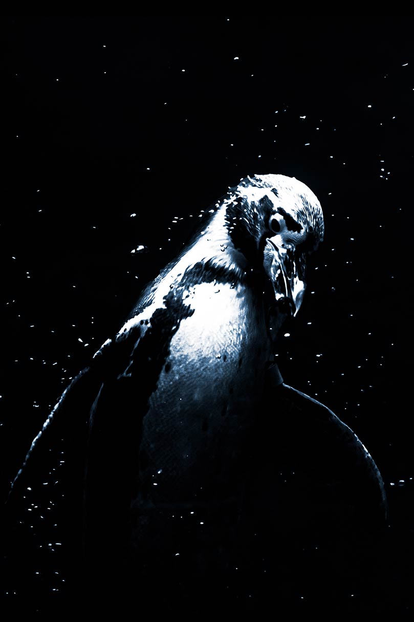 Ein Pinguin unter Wasser