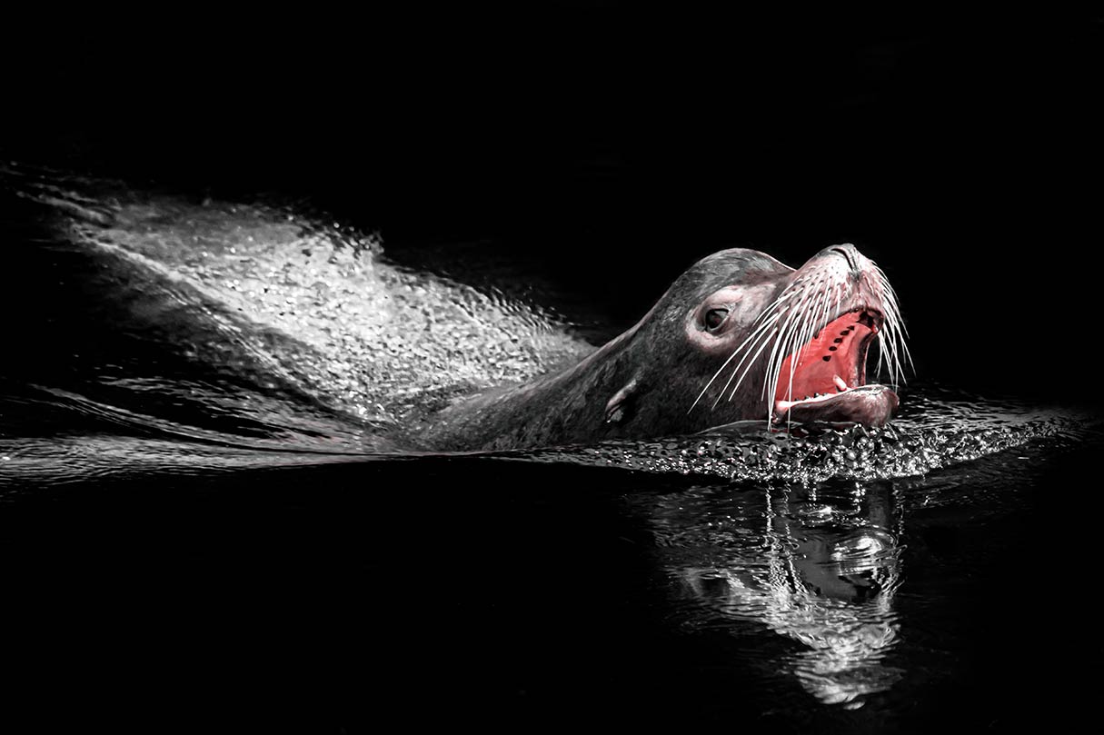 Ein auftauchender Seelöwe, der sich an der Wasseroberfläche spiegelt