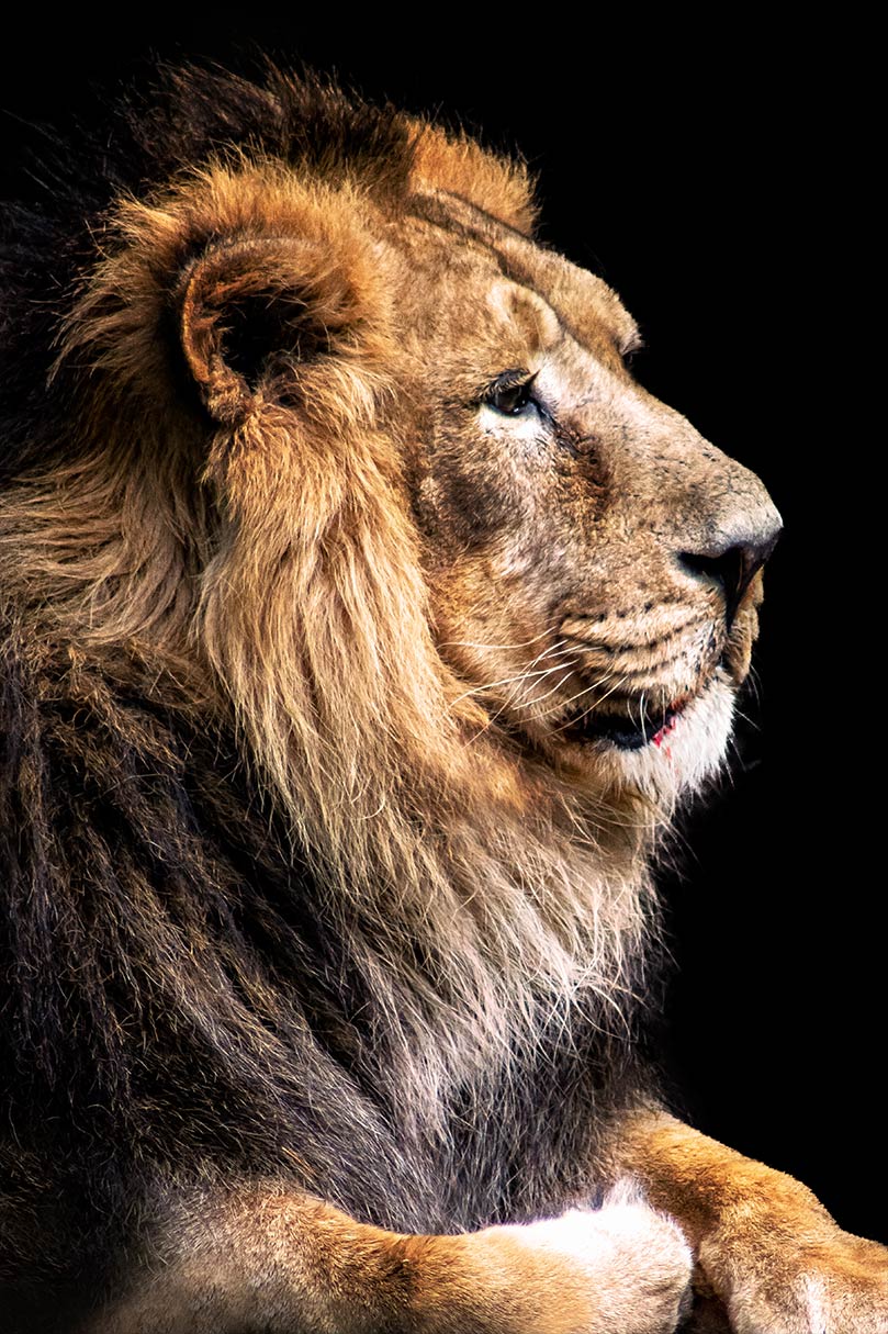 Portrait eines Löwen