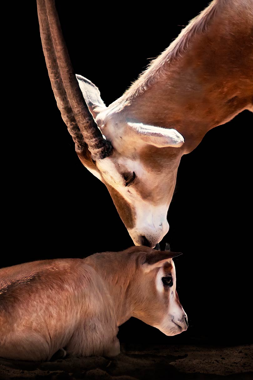 Ein Antilopenbaby mit ihrer Mama