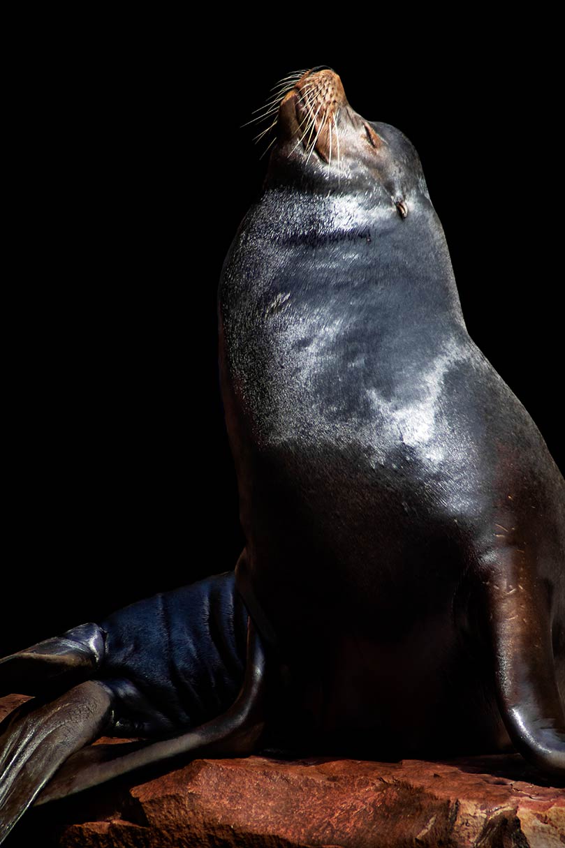 Ein kalifornischer Seelöwe, der sich auf einem Felsen in der Sonne sonnt
