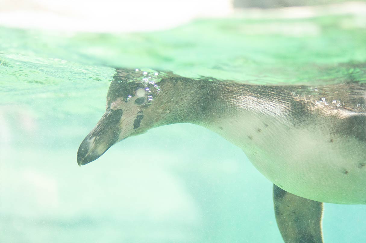 Ein Pinguin, der unter Wasser taucht