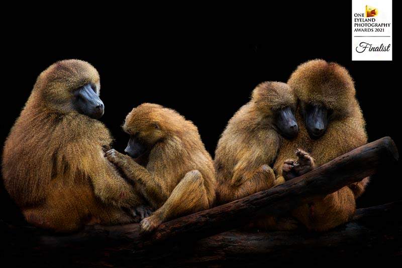 Finalist vom One Eyeland Award 2021