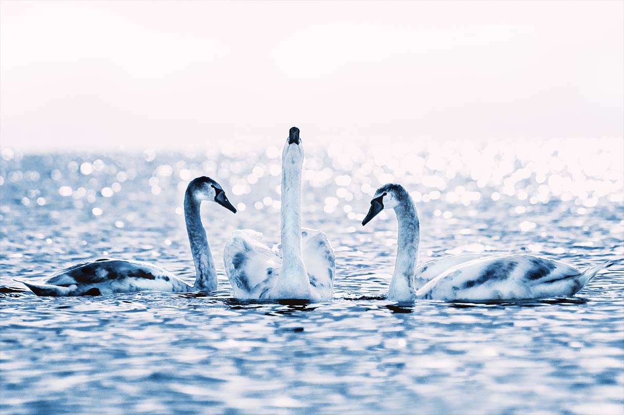 Drei weiße Schwäne auf dem Bodensee